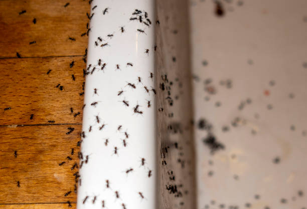 Best Best Pest Control Companies  in Fort Montgomery, NY