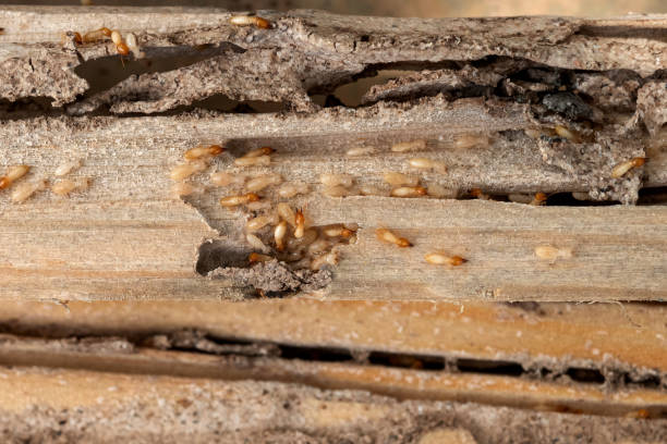 Best Residential Pest Control  in Fort Montgomery, NY